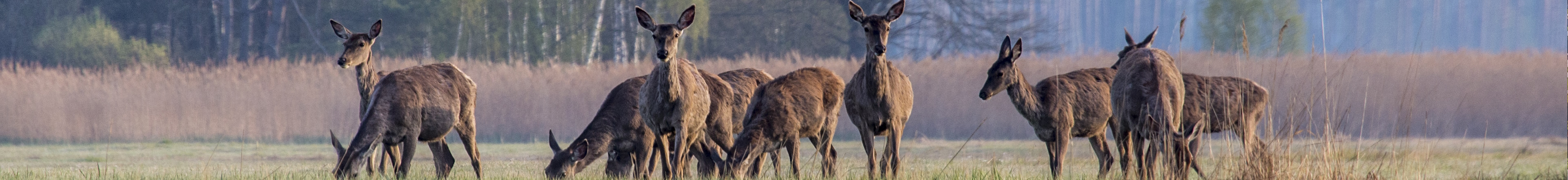 Sarny na polach - Nadwarciański Park Krajobrazowy okolice Pyzdr